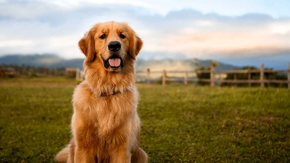 Golden Retriever
