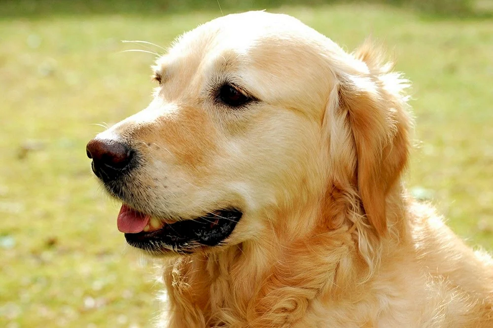Golden Retriever