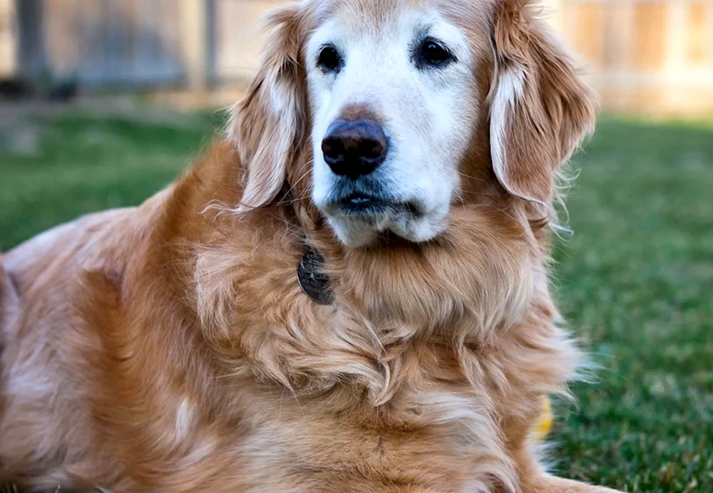 Labrador Golden Retriever