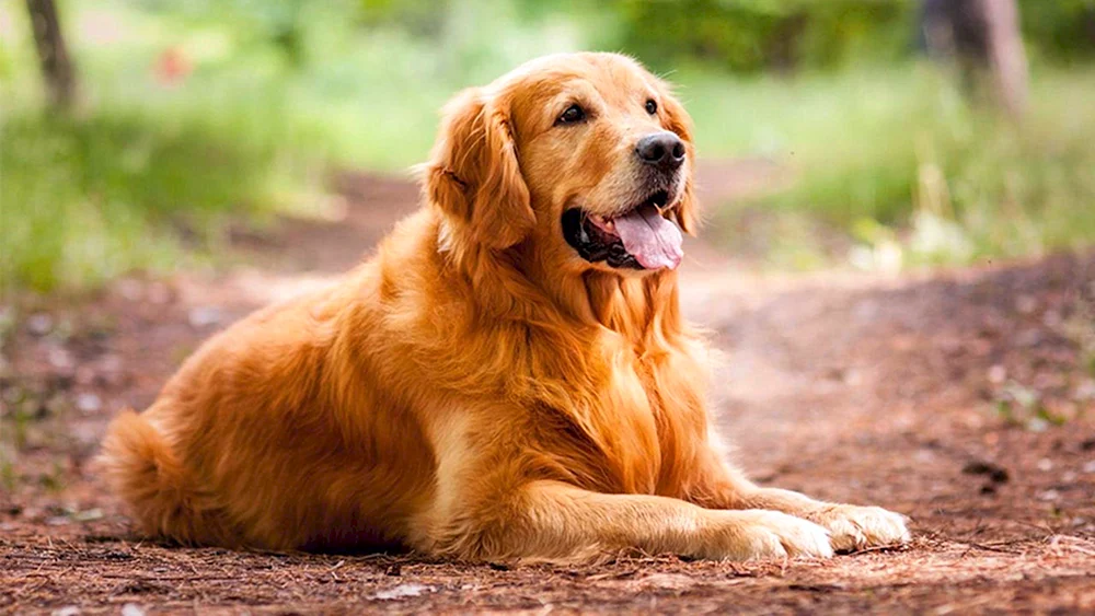 Labrador Retriever rot