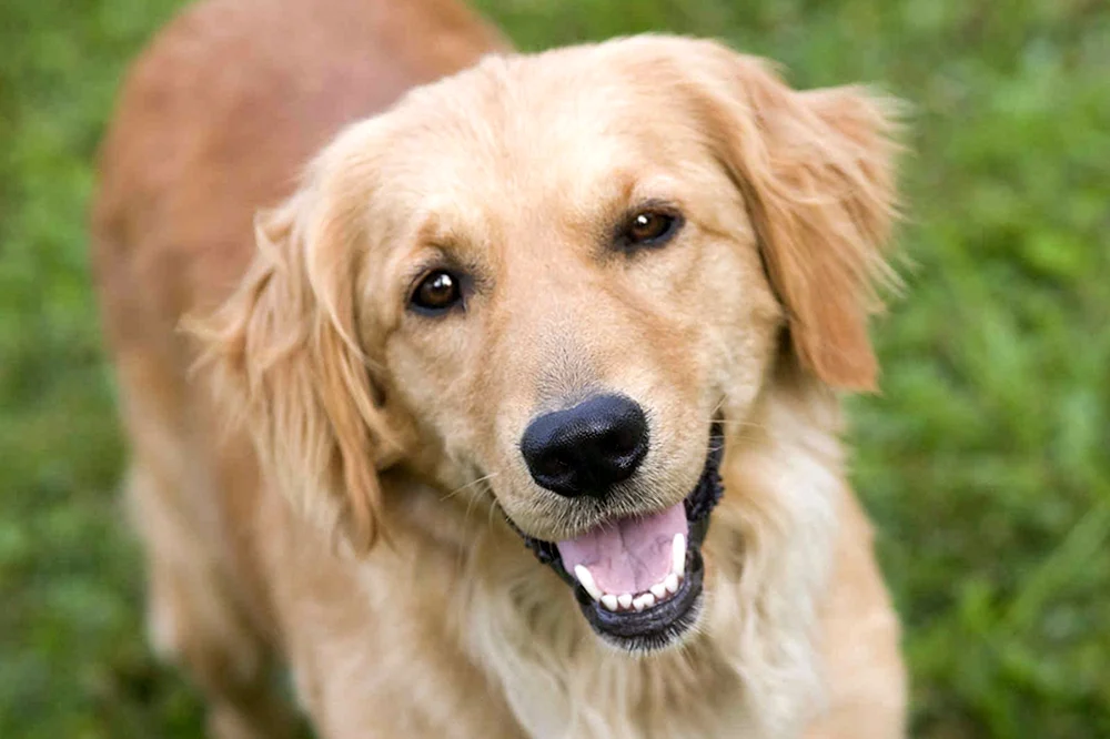 Retriever Hunderasse