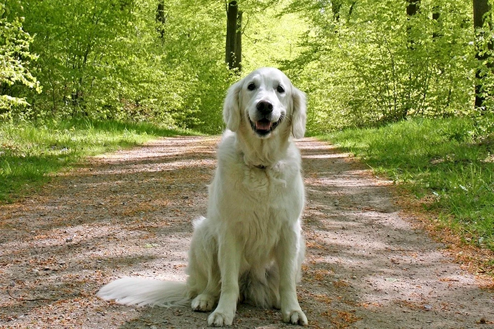 Golden Retriever