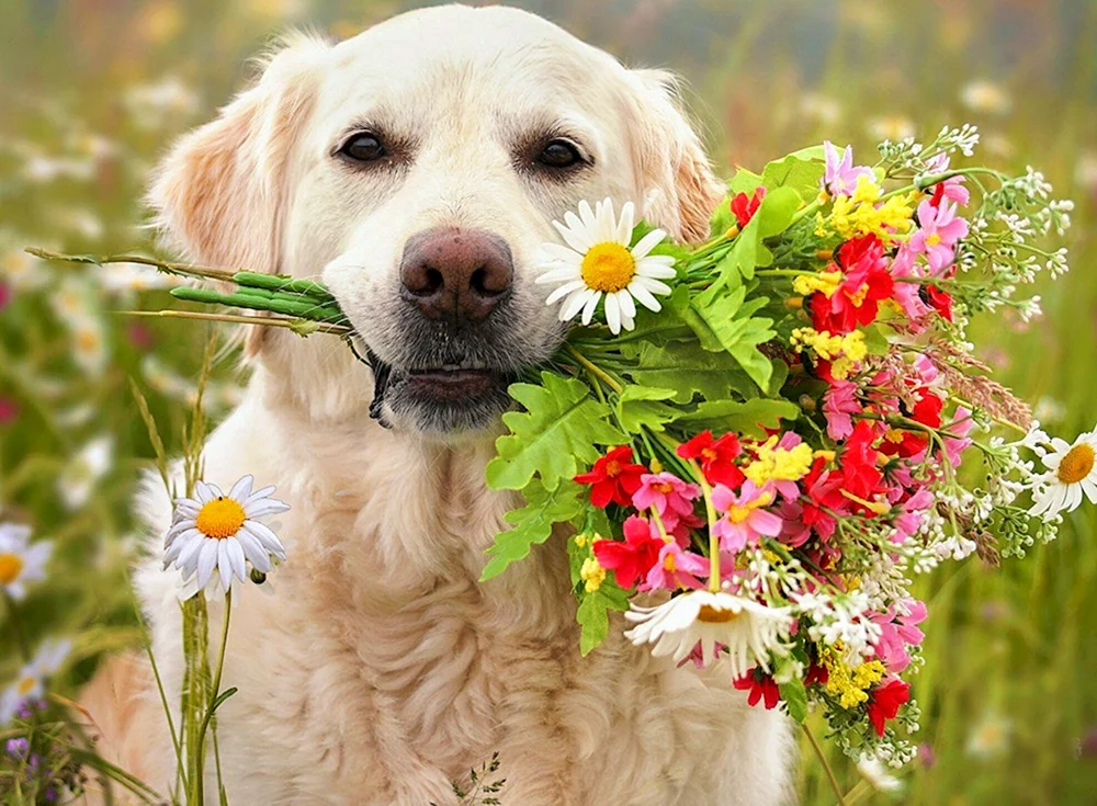 Golden Retriever