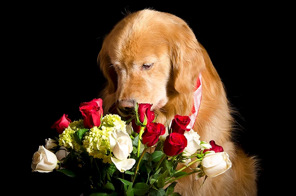 Hund mit Blume