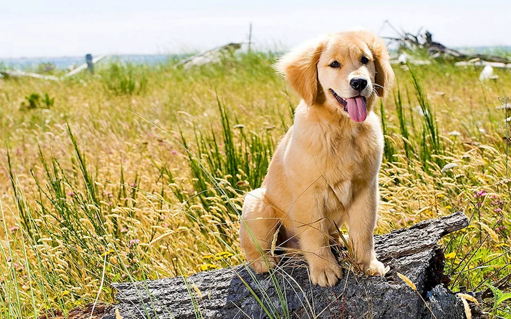 Golden Retriever