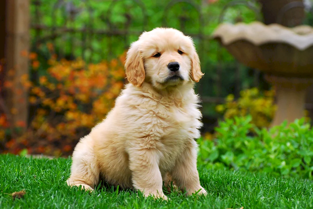 Labrador Golden Retriever