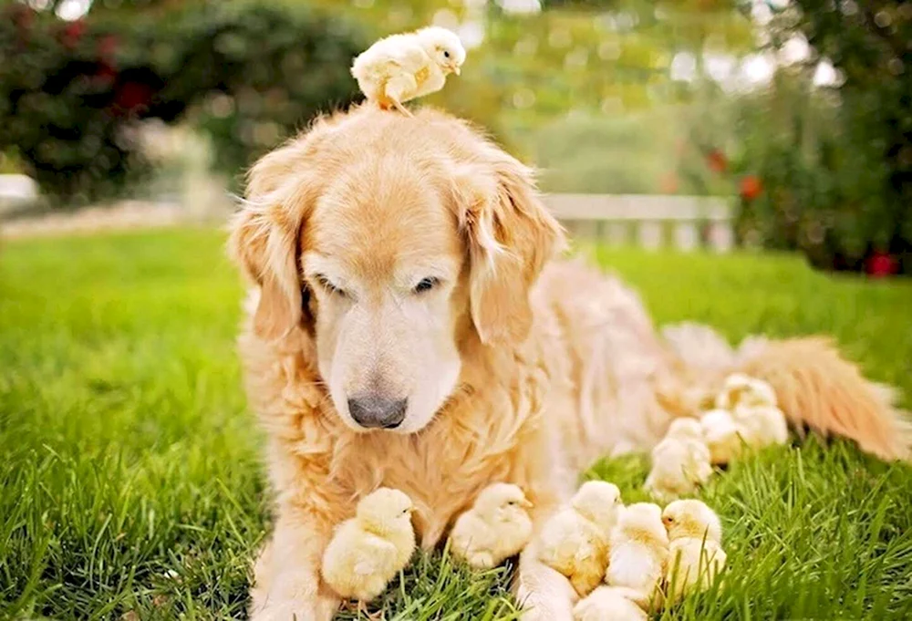 Golden Retriever