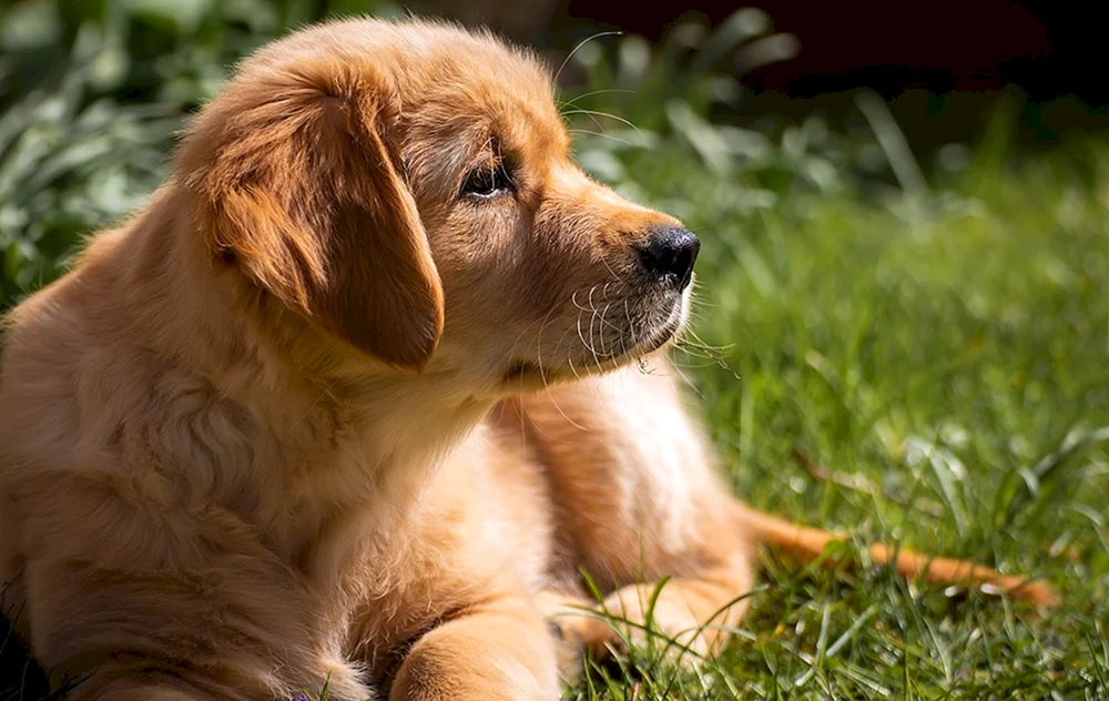 Golden Retriever