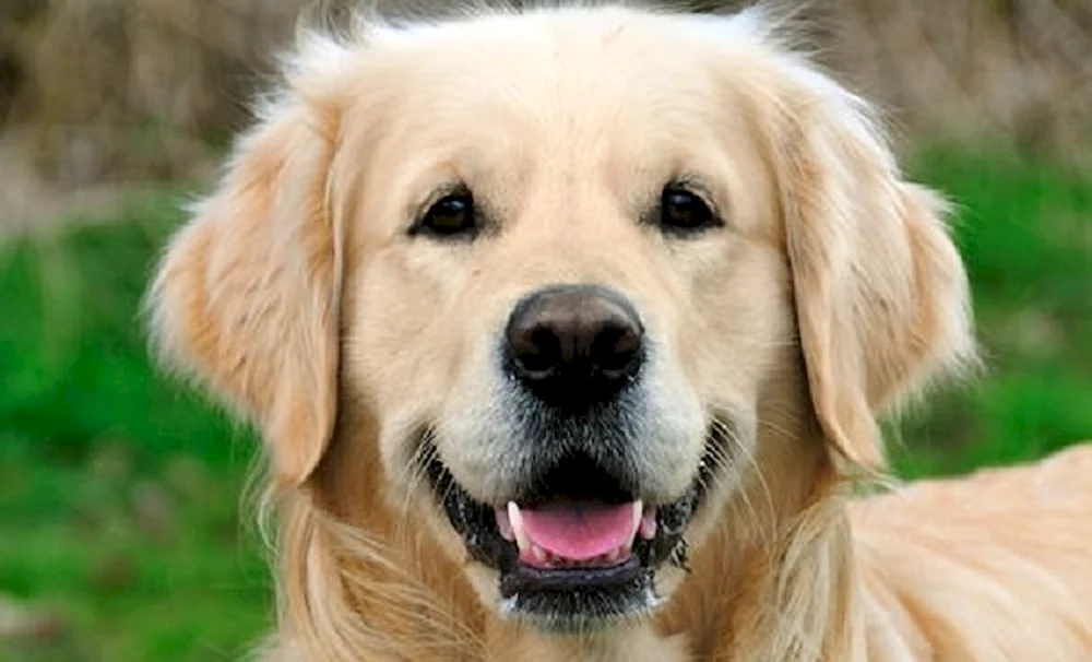 Golden Retriever