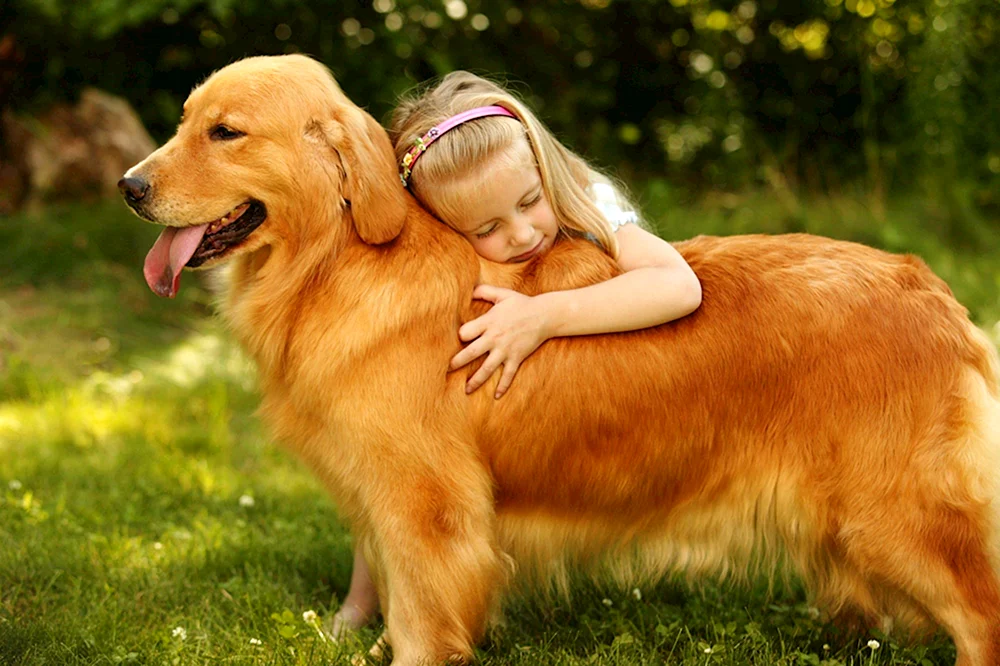 Golden Retriever Retriever