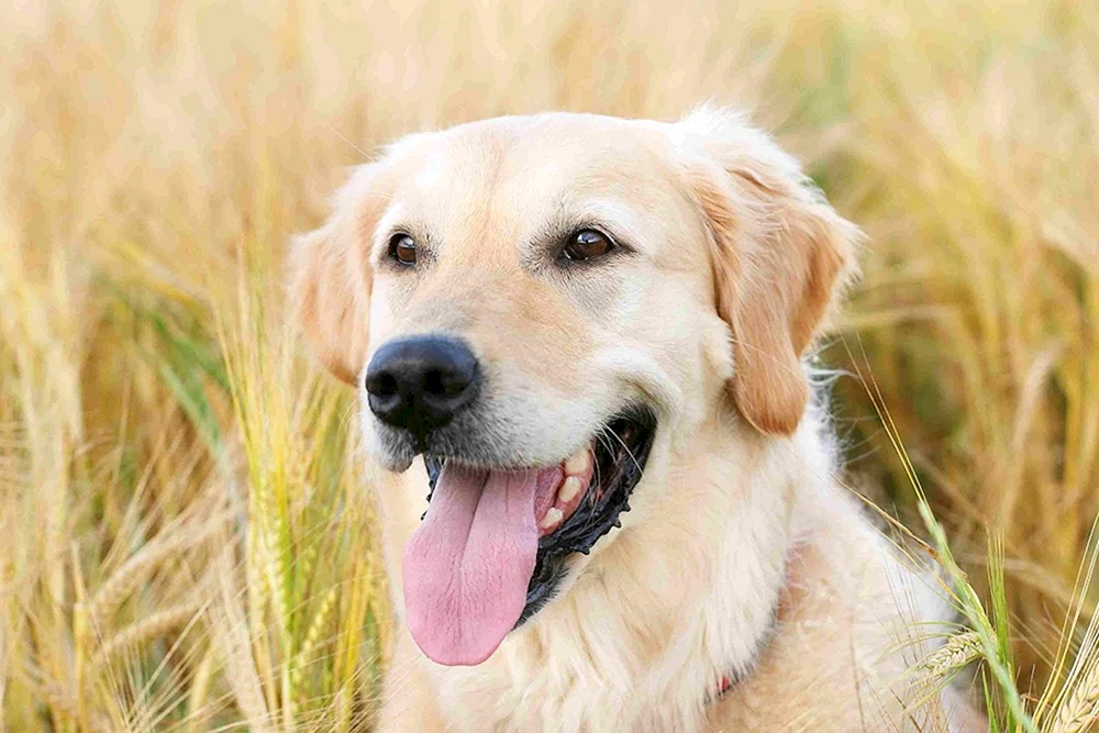 Labrador Golden Retriever