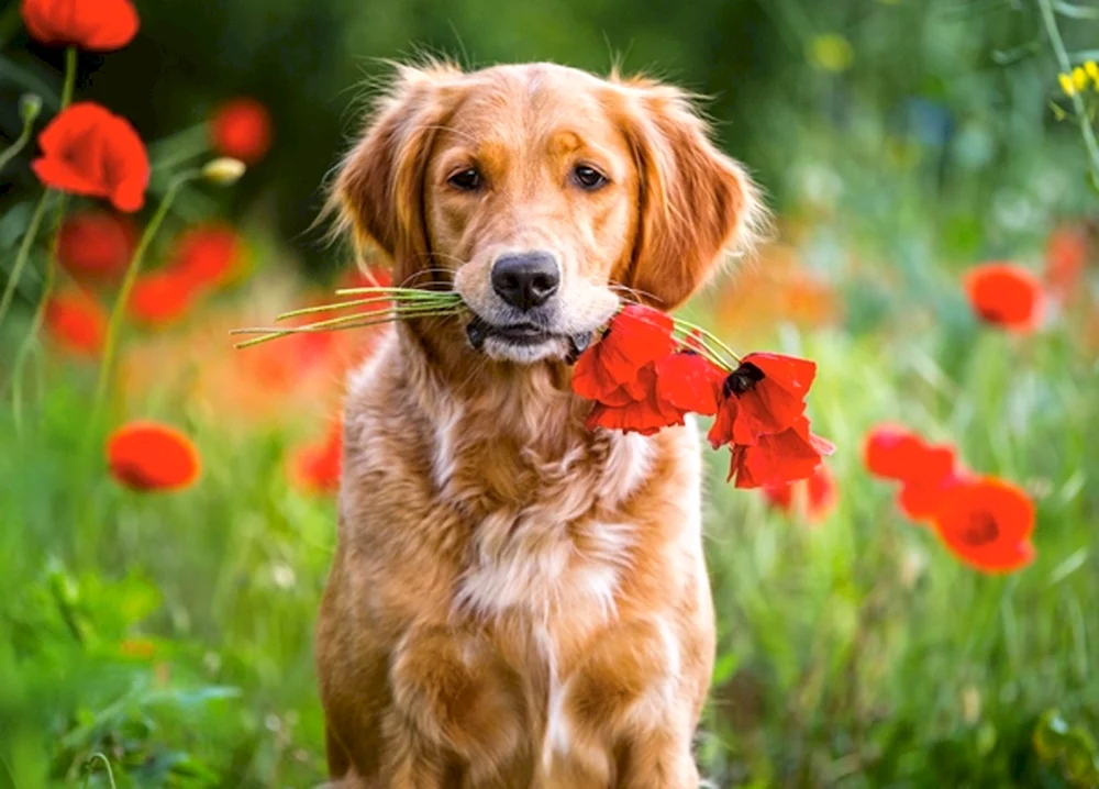 Golden Retriever rot