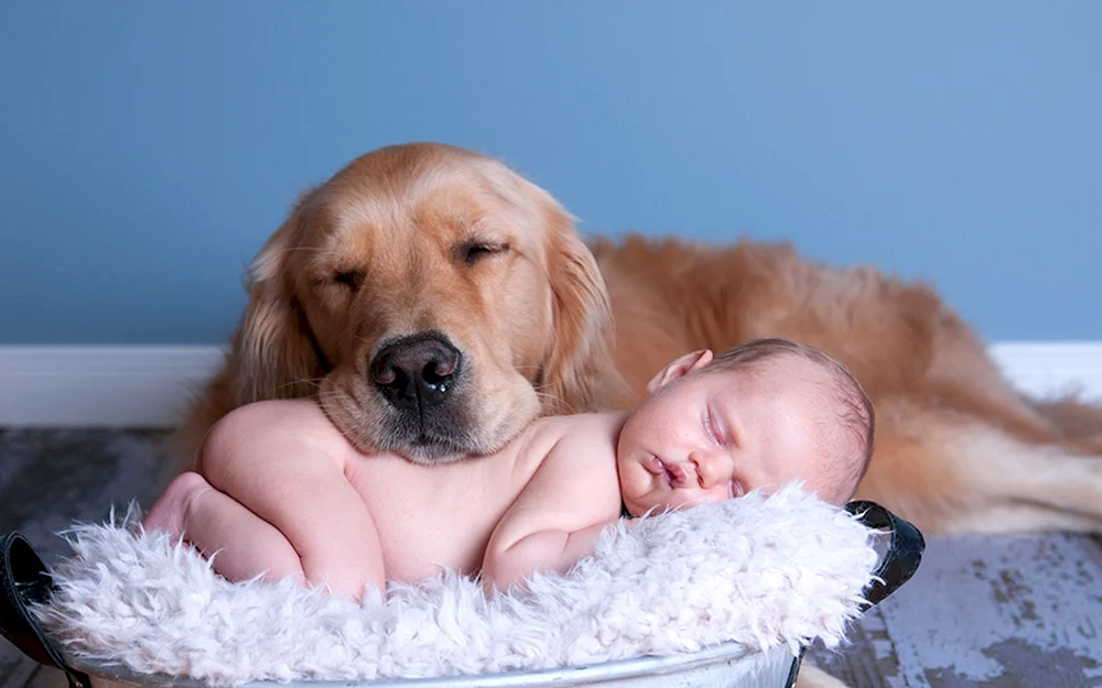 Golden Retriever