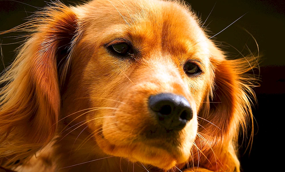 Golden Retriever orange