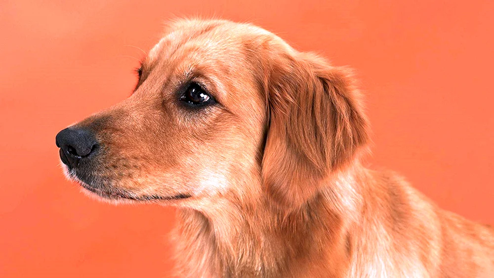 Golden Retriever Orange