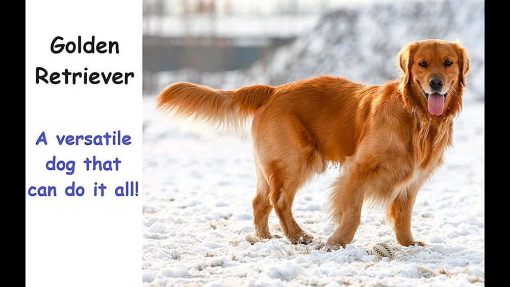 Golden Retriever rot
