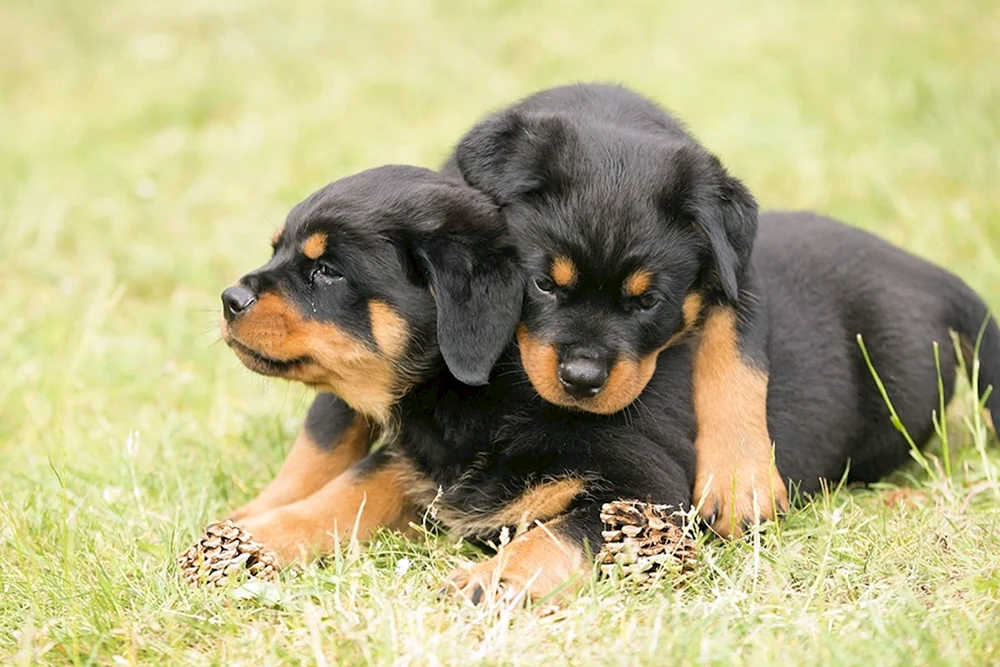 Rottweiler
