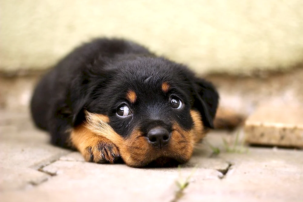 Hund Rottweiler