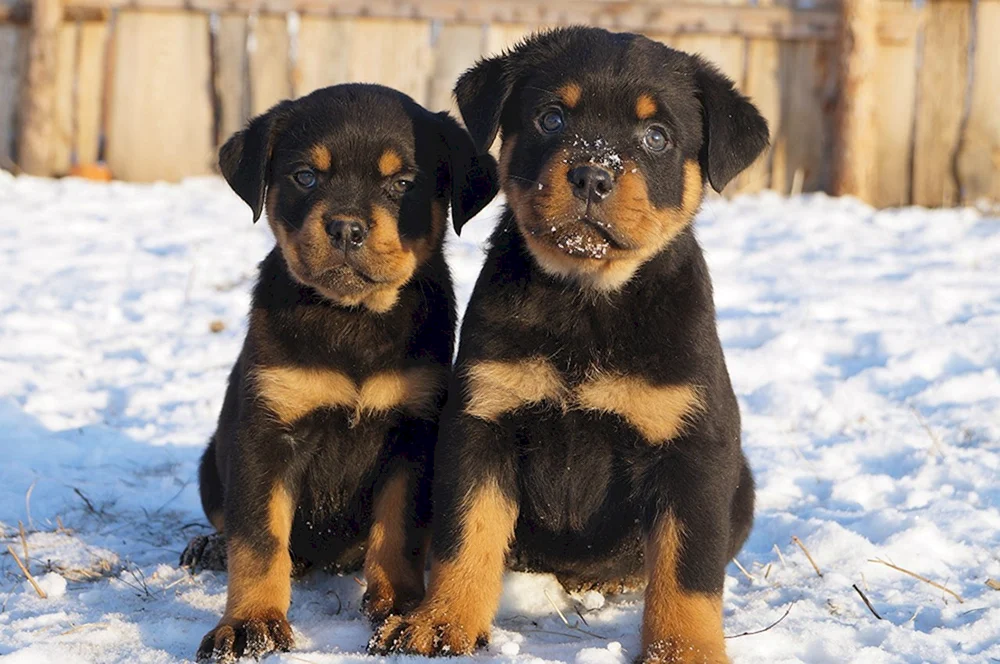 Rottweiler Fluffy