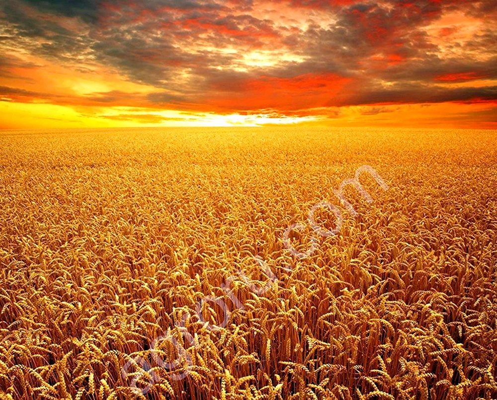 Goldweizenfeld
