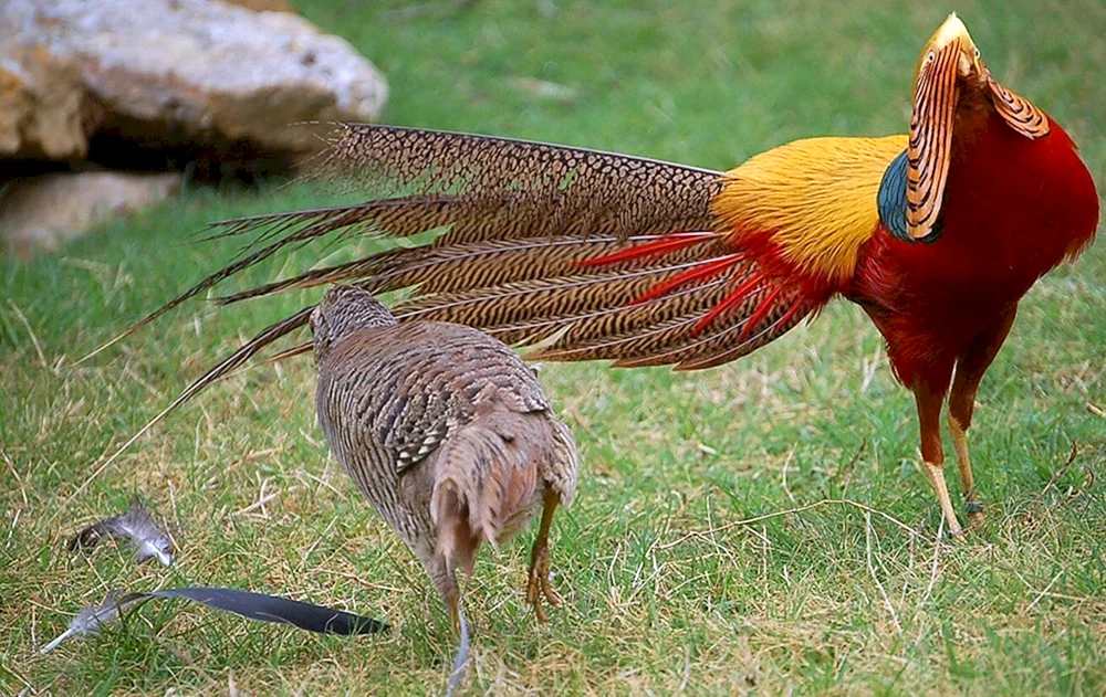 Gewöhnlicher Fasan männlich