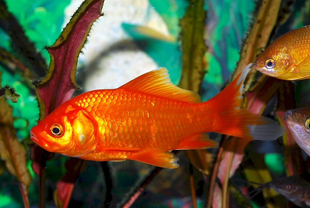 Goldene Karausche-Aquarienfische