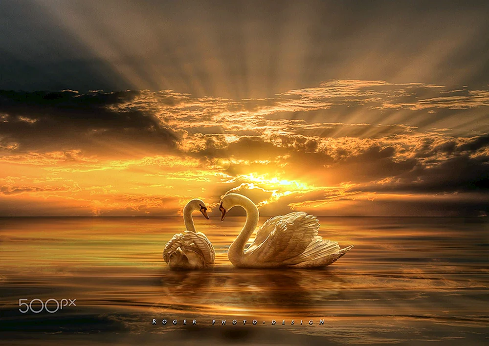 Goldener Schwan