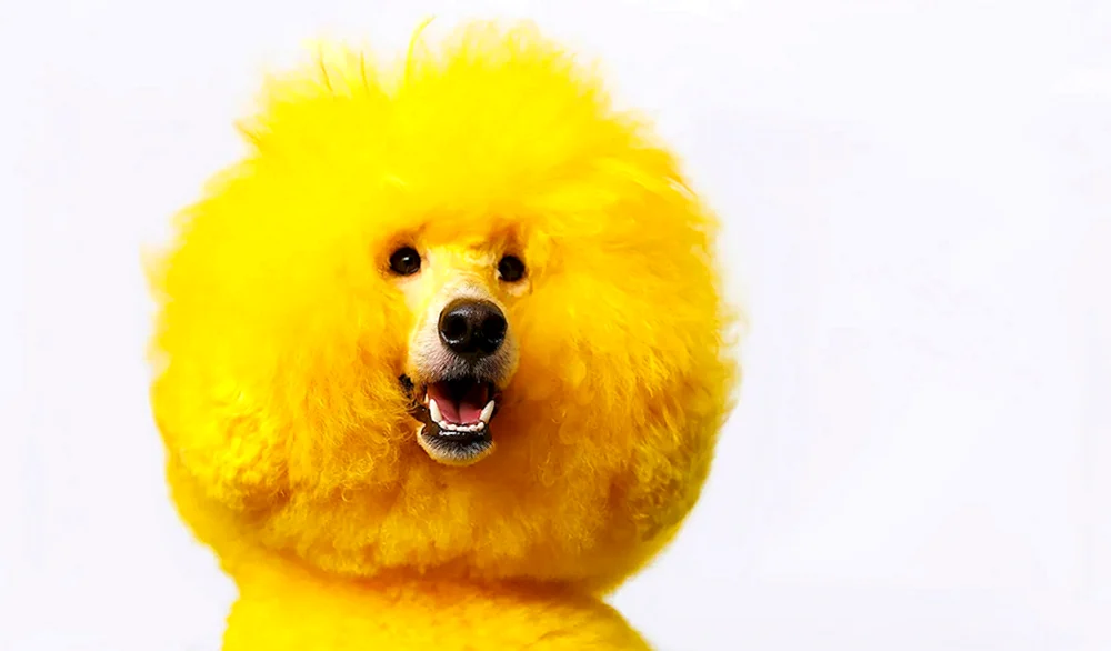 Goldener Pudel