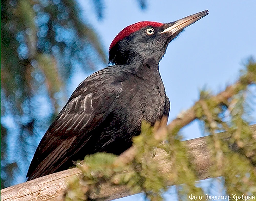 Vögel des Leningrader Gebietes