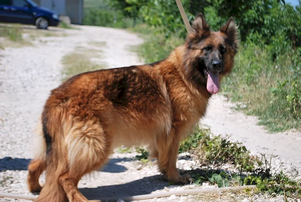Zonar langhaariger Deutscher Schäferhund