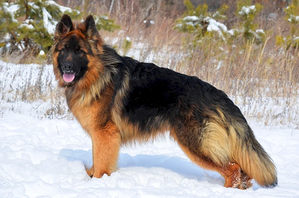 Cheprak Deutscher Schäferhund Welpe