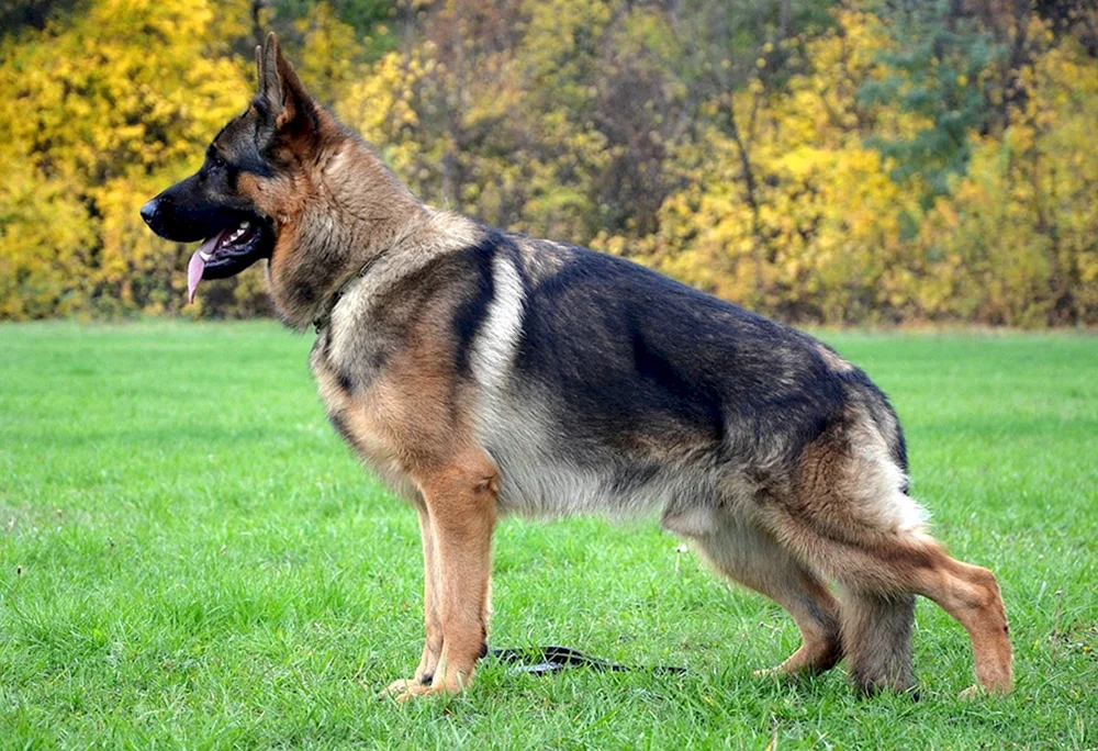 Cheprak Deutscher Schäferhund