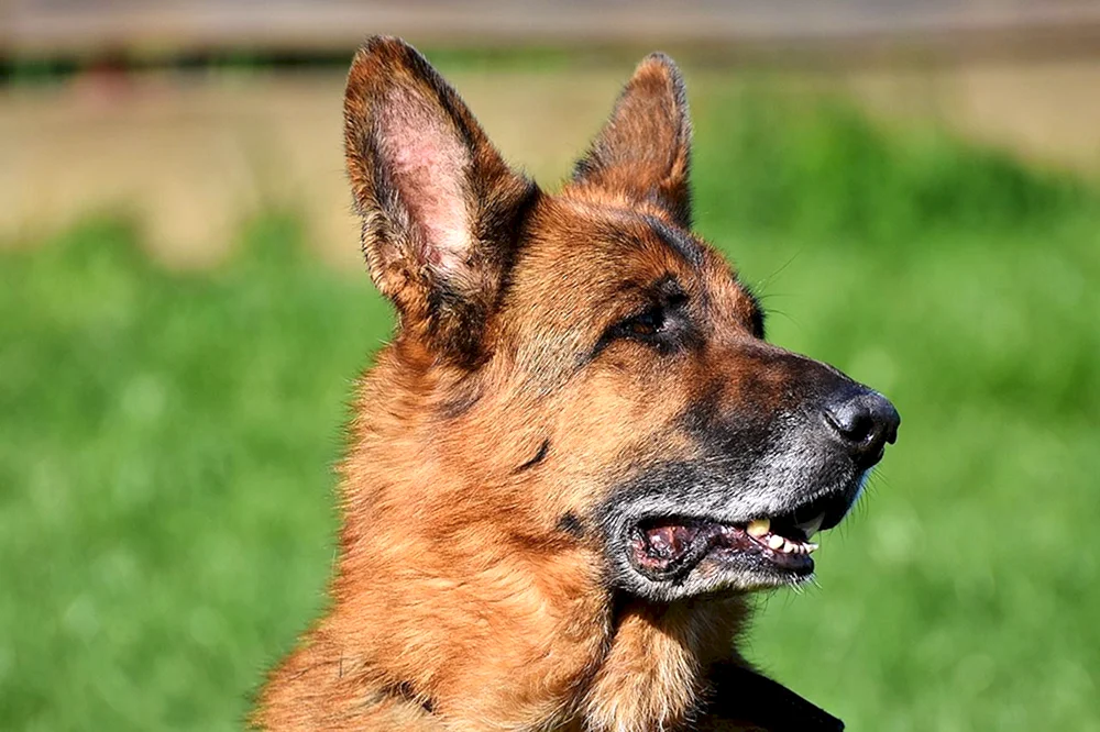 Zonarno roter Deutscher Schäferhund