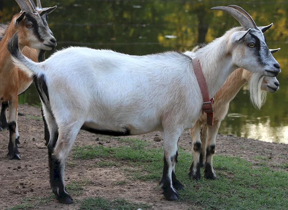Zaanen Alpenziege
