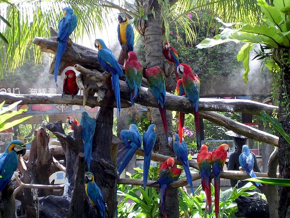 Chiang Mai Zoo