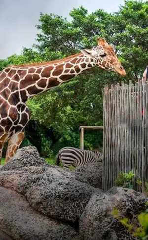 Miami Zoo