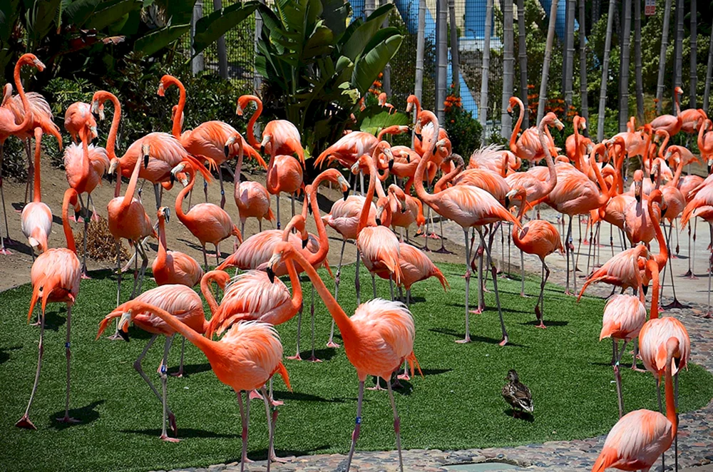 San Zoo Diego