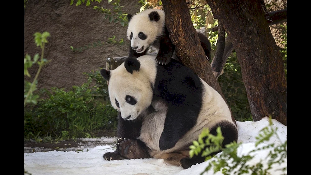 Großer Panda neugeboren