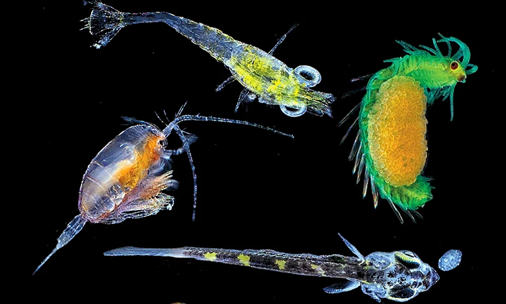 SchwammBoba Plankton