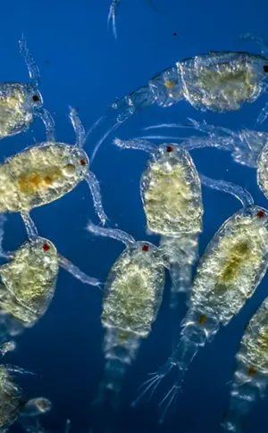 Zooplankton Cyclops