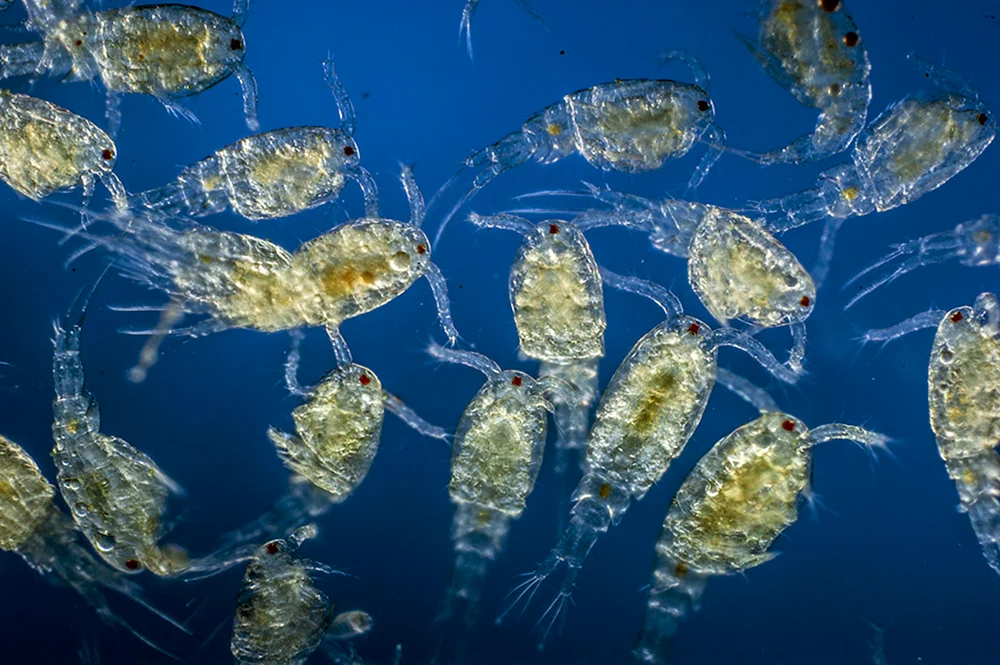 Zooplankton Cyclops