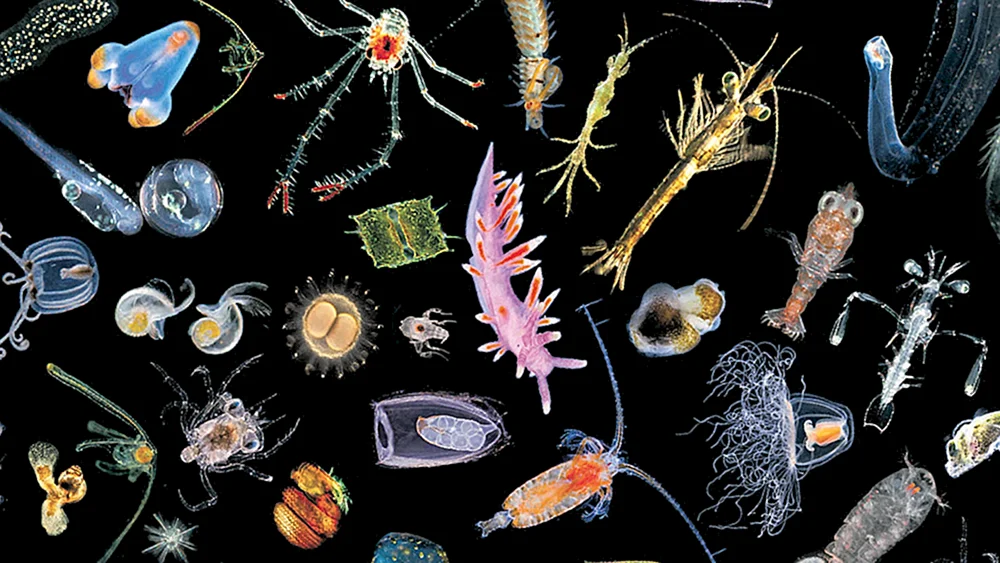 Schwamm-Bobs böses Plankton