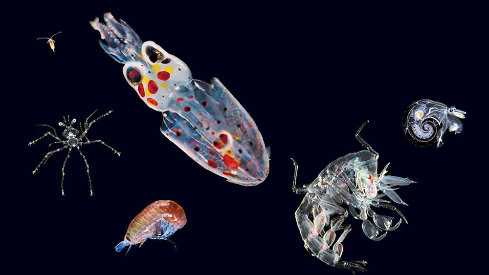 Plankton Zooplankton