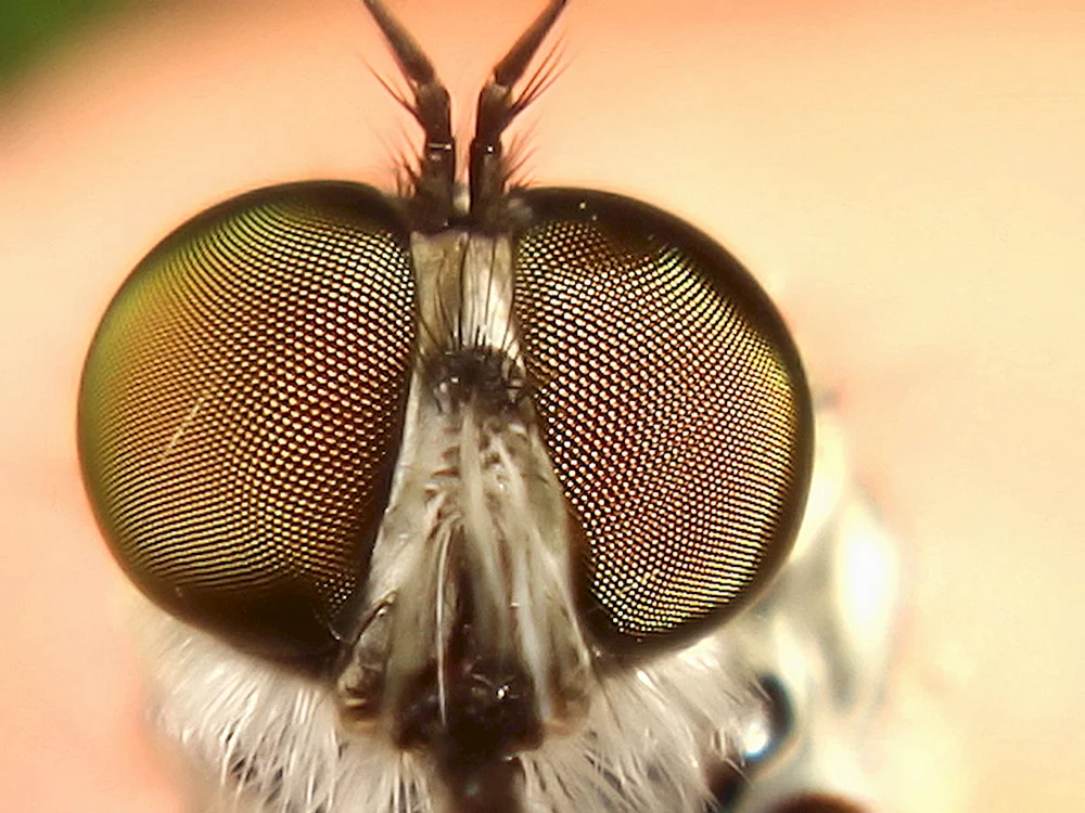 Das Augenlicht der Fliege