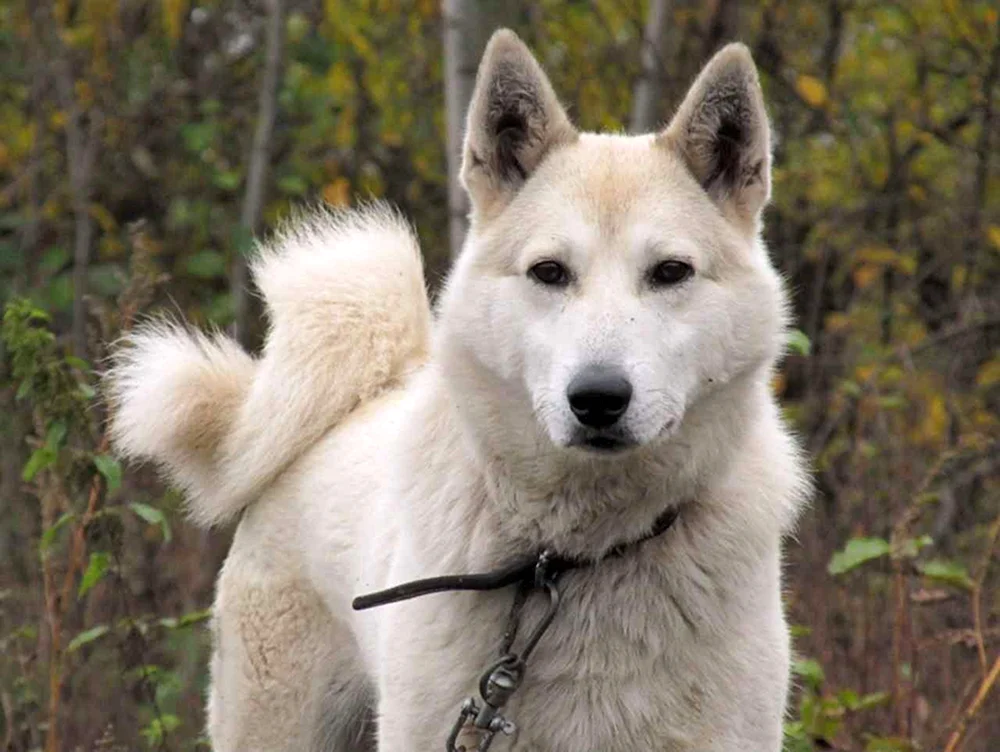 Westsibirischer Husky weiß
