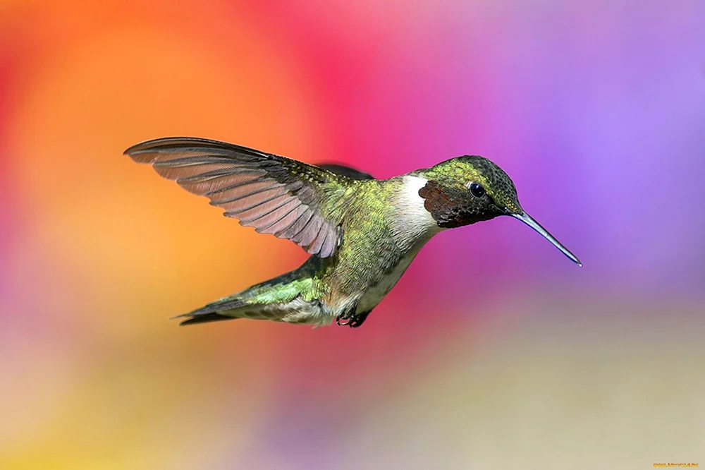 Krümelkolibri