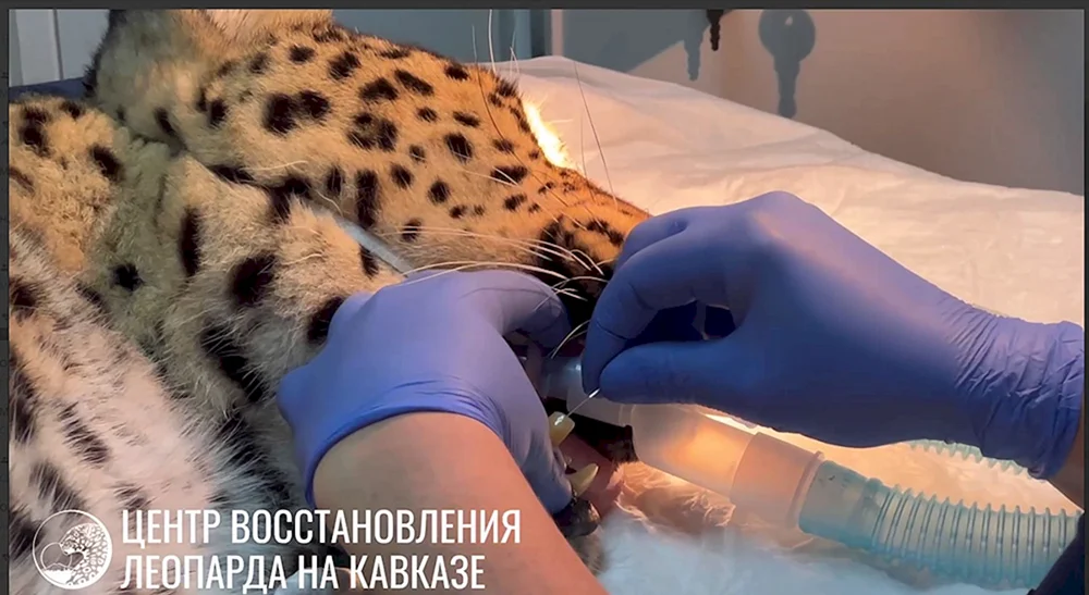 Leopardenzähne