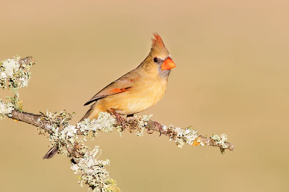 Bombycilla garrulus