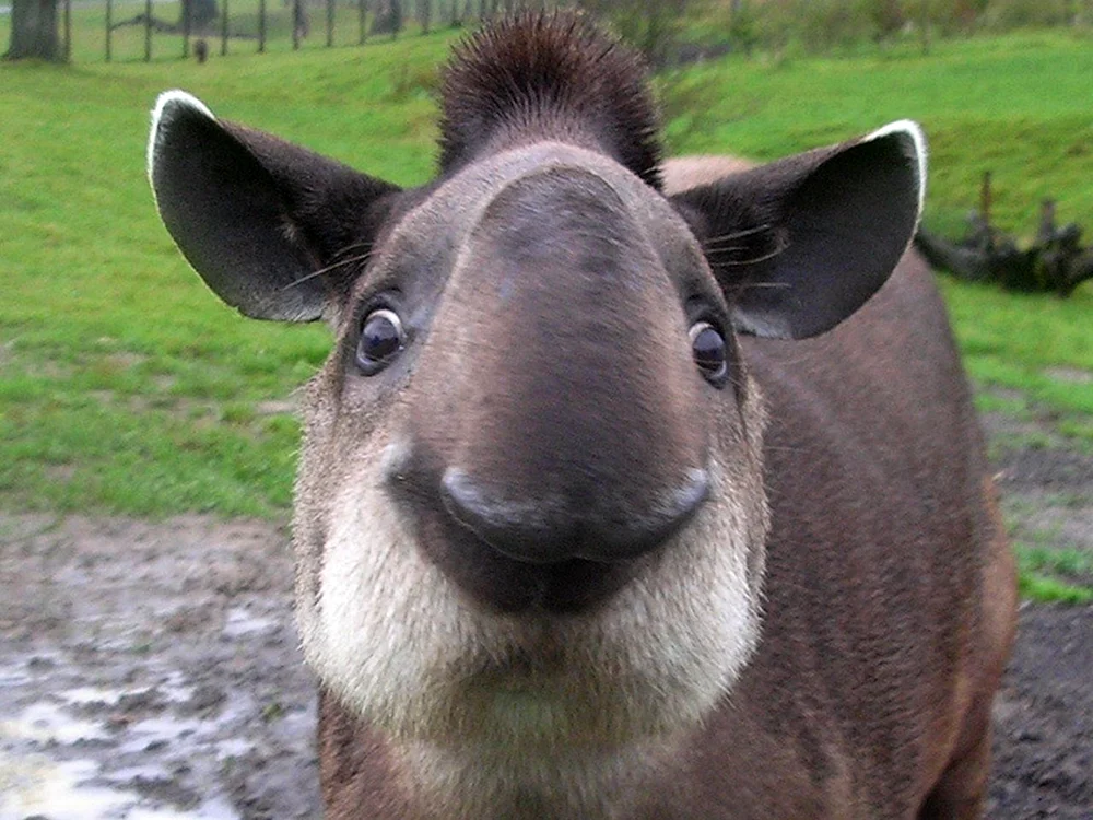 Tier des Tapirs