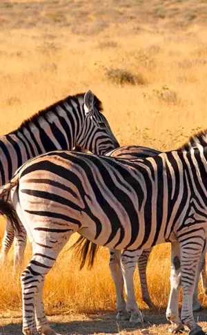 Tiere Afrikas